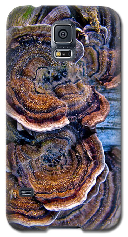 Natural World Fans Galaxy S5 Case featuring the photograph Natural World Fans by Debra   Vatalaro