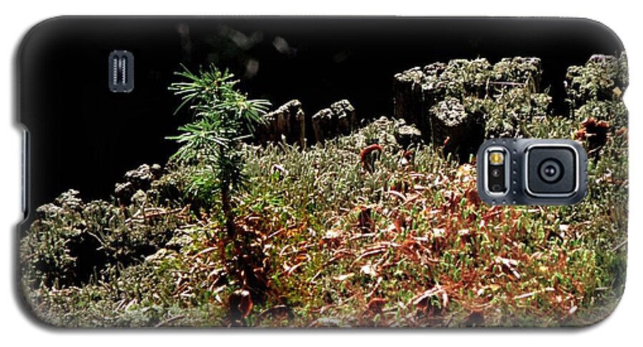 Tree Young Tree Colorado Renewal Nature Galaxy S5 Case featuring the photograph New growth by George Tuffy