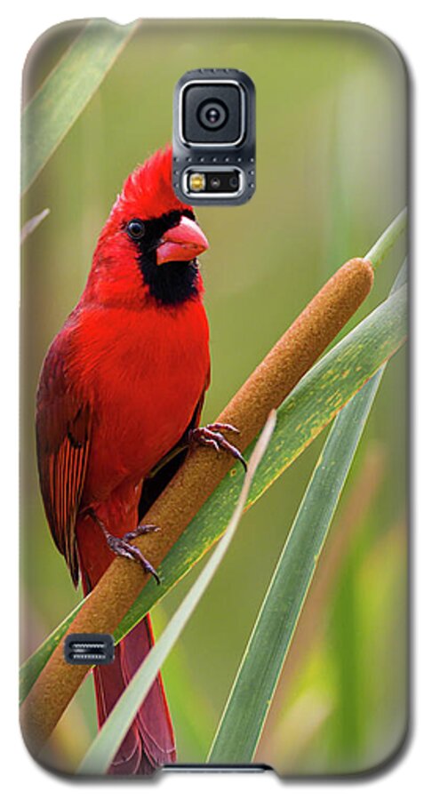 Cardinalis Cardinalis Galaxy S5 Case featuring the photograph Northern Cardinal on Cattail by Dawn Currie