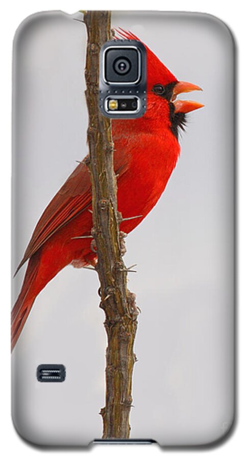 Northern Cardinal Galaxy S5 Case featuring the photograph Northern Cardinal Proclaiming Spring Territory by Max Allen