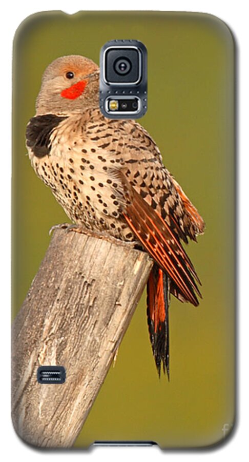 Flicker Galaxy S5 Case featuring the photograph Northern Flicker Looking Back by Max Allen
