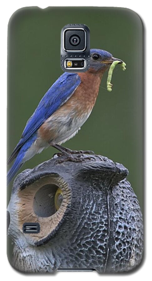 Bluebird Galaxy S5 Case featuring the photograph Not Intimidated by Michael Hall