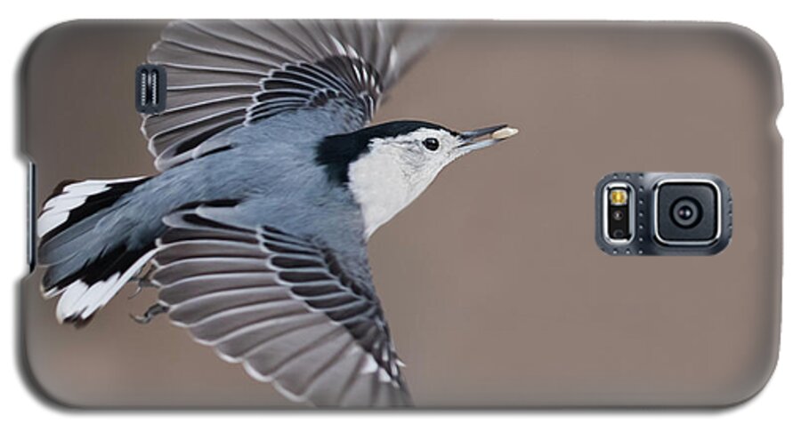 Nuthatch Galaxy S5 Case featuring the photograph Nuthatch in flight by Mircea Costina Photography