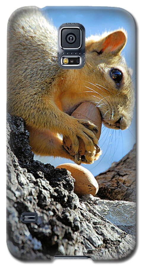 Squirrel Galaxy S5 Case featuring the photograph Nutjob by Debbie Karnes