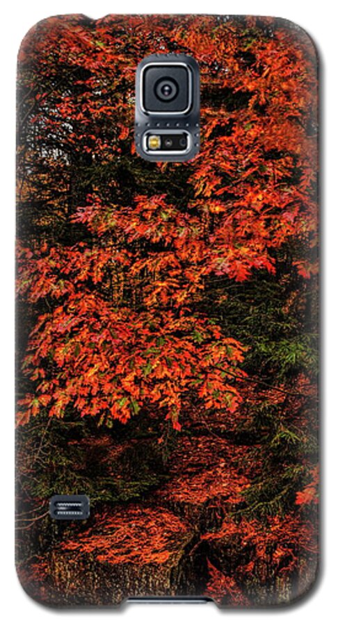 Autumn Galaxy S5 Case featuring the photograph Oak On The Rocks by Dale Kauzlaric