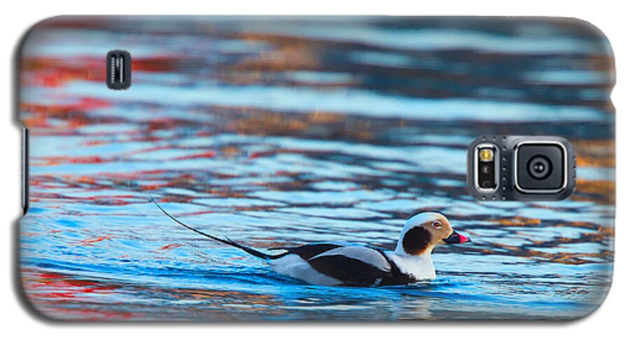 Old Squaw Galaxy S5 Case featuring the photograph Old Squaw at dawn by Tony Mills