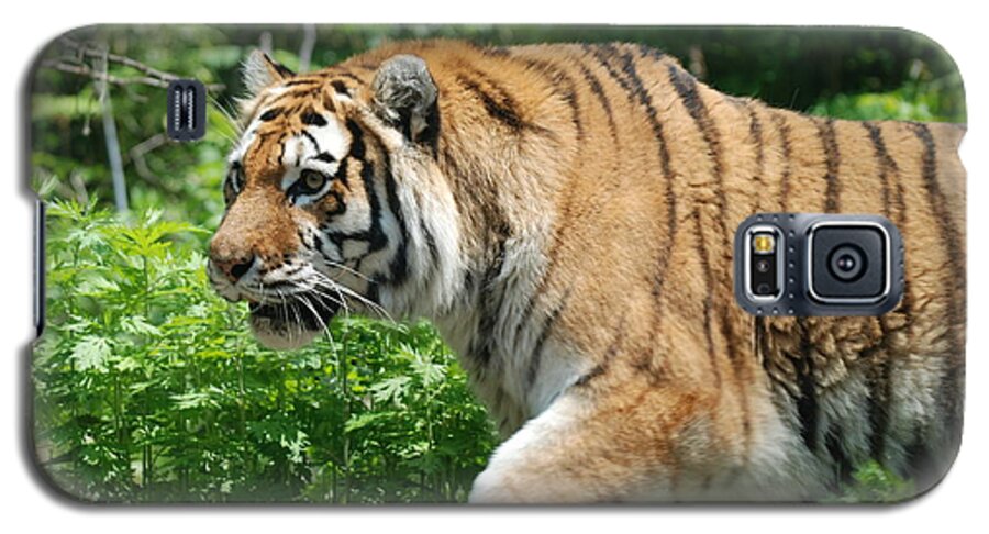 Tiger Galaxy S5 Case featuring the photograph On the Prowl by Richard Bryce and Family