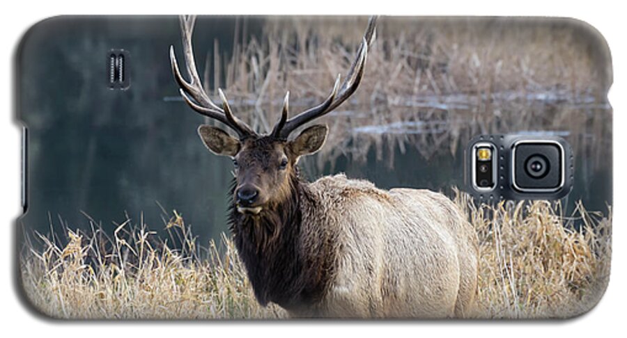 Elk Galaxy S5 Case featuring the photograph On Watch by Steven Clark