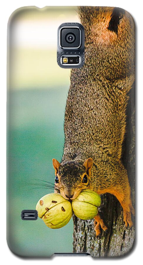 Humorous Galaxy S5 Case featuring the photograph One Nut is Never Enough by Joni Eskridge