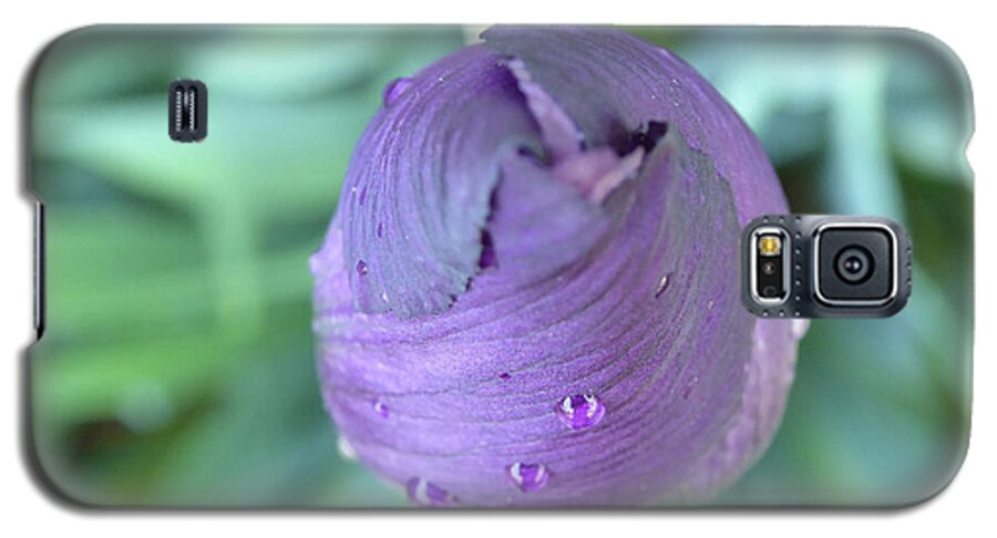 Iris Unopened Bloom Blossom Closed Bearded Purple Lavender Violet Droplets Rain Dew Macro Isolated New Galaxy S5 Case featuring the photograph Opening Soon by Leon DeVose