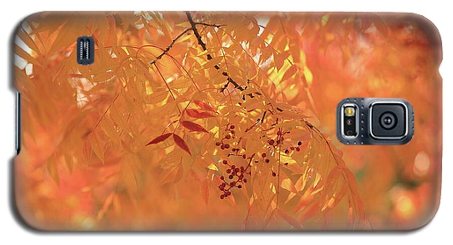 Autumn Galaxy S5 Case featuring the photograph Orange by Digiblocks Photography