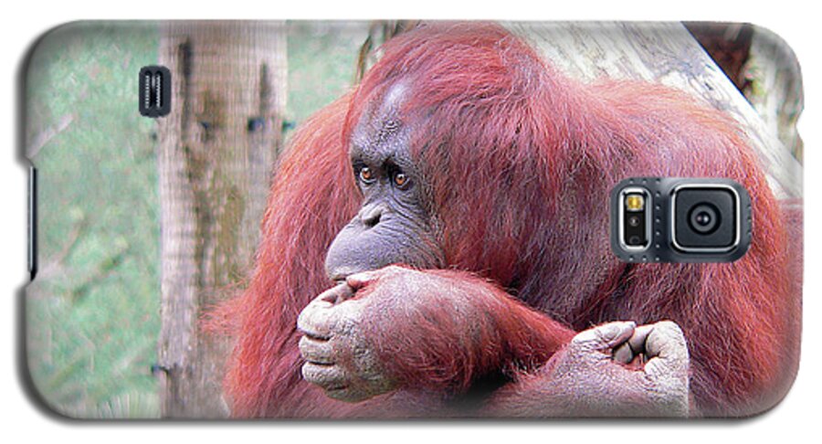 Orangutang Galaxy S5 Case featuring the photograph Orangutang Contemplating by Rosalie Scanlon