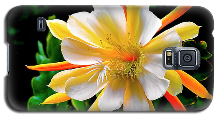 Flower Galaxy S5 Case featuring the photograph Orchid Cactus Epiphyllum by Brian Tada