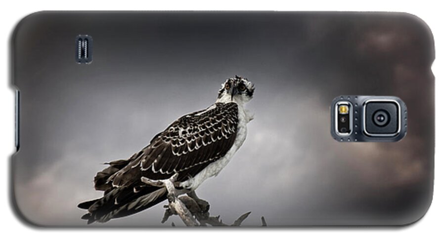 Osprey Galaxy S5 Case featuring the photograph Osprey by Greg and Chrystal Mimbs