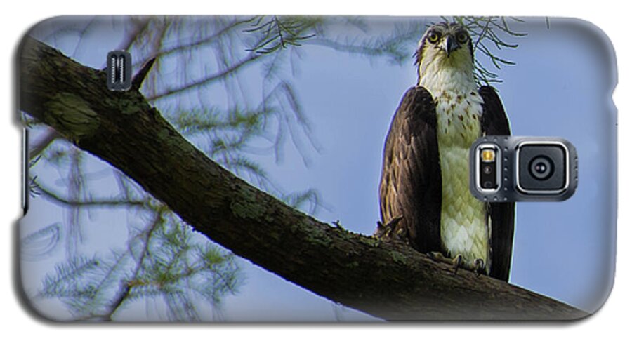 Osprey Galaxy S5 Case featuring the photograph Osprey by Dillon Kalkhurst