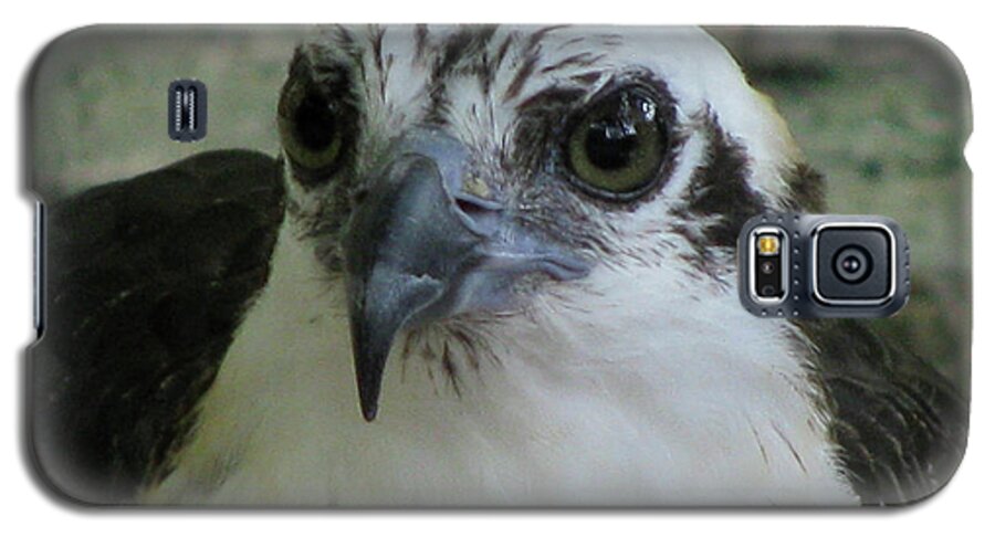 Bird Galaxy S5 Case featuring the photograph Osprey Portrait by Donna Brown