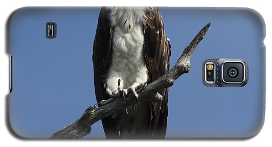 Pandion Haliaetus Galaxy S5 Case featuring the photograph Osprey Eyeing the Gulf by Barbara Bowen