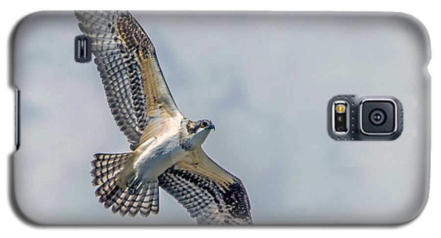Osprey Galaxy S5 Case featuring the photograph Osprey in Flight by Dawn Key