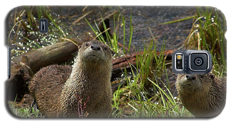 Otter Galaxy S5 Case featuring the photograph Otters by Steve Stuller