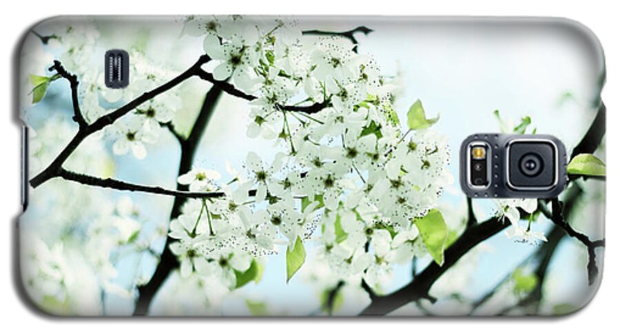Pear Tree Galaxy S5 Case featuring the photograph Pale Pear Blossom by Jessica Jenney