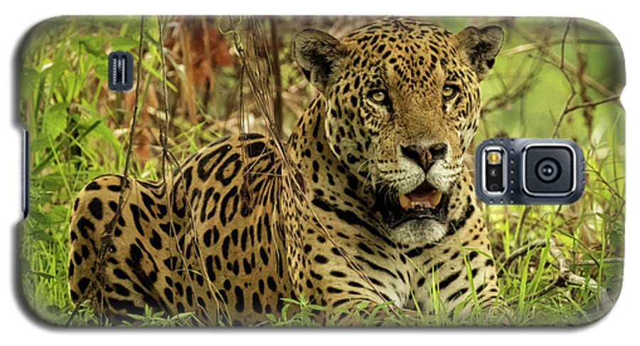 Jaguar Galaxy S5 Case featuring the photograph Pantanal Jaguar Resting by Steven Upton