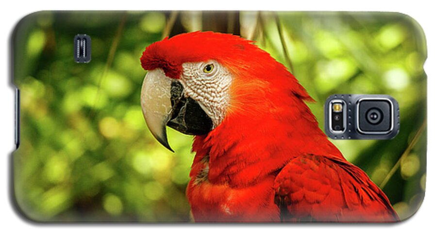 Parrot Galaxy S5 Case featuring the photograph Parrot by Les Greenwood