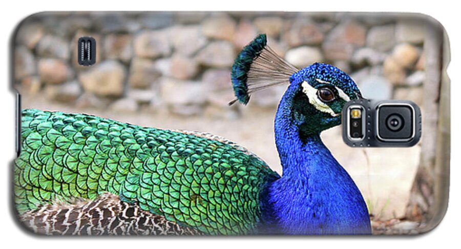 Peacock Galaxy S5 Case featuring the photograph Pretty Proud Peacock by Alison Frank