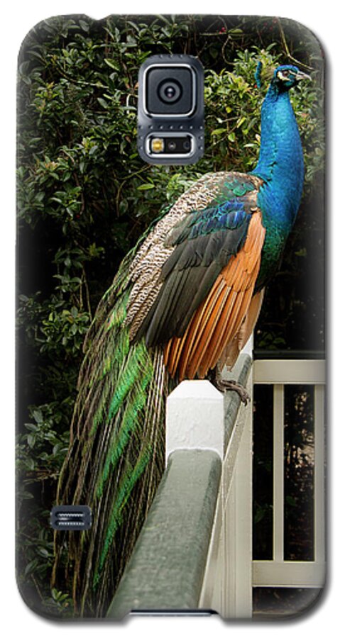 Jean Noren Galaxy S5 Case featuring the photograph Peacock on a Fence by Jean Noren