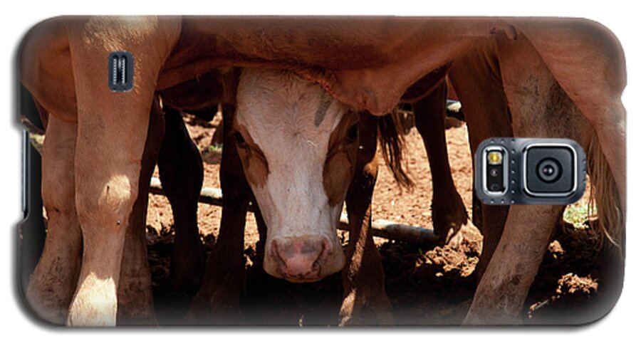 Cows Galaxy S5 Case featuring the photograph Peek-A-Boo by Roger Mullenhour
