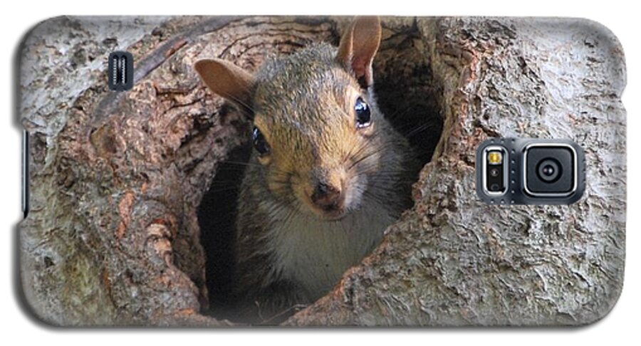 Squirrel Galaxy S5 Case featuring the photograph Peek A Boo by Sonja Jones