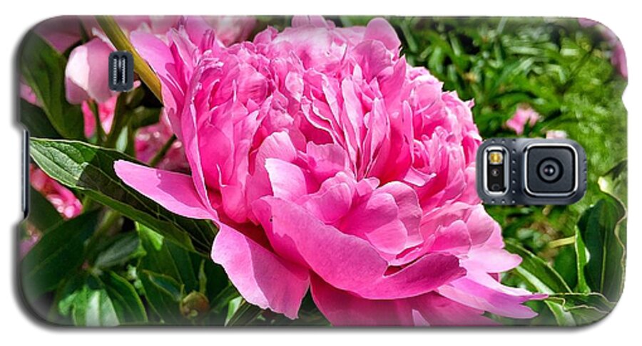 Peony Galaxy S5 Case featuring the photograph Peonies in Spring by Chris Berrier