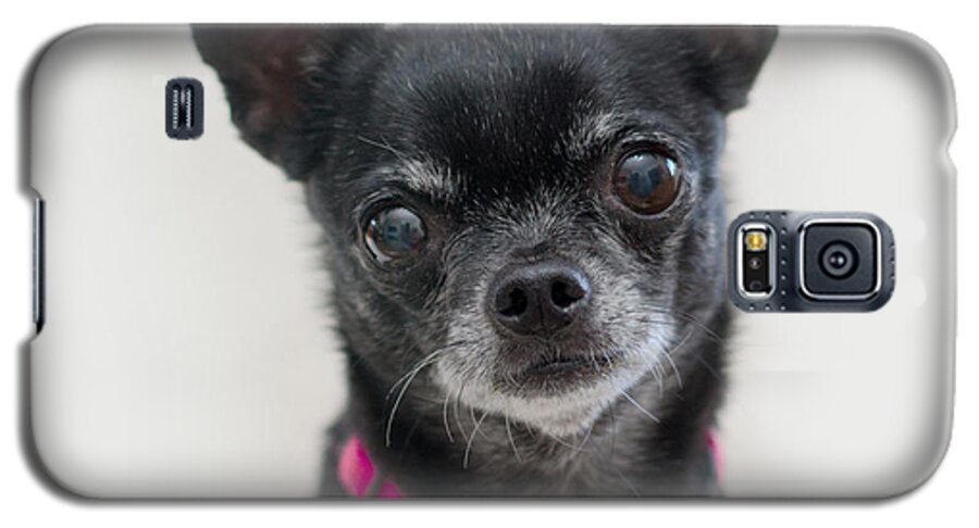 Pet Angel Photography Galaxy S5 Case featuring the photograph Perlita 2 square by Irina ArchAngelSkaya