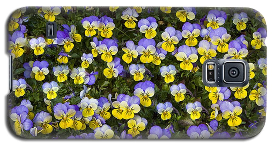 Pansy Galaxy S5 Case featuring the photograph Pick Me-Pansies by Ken Barrett