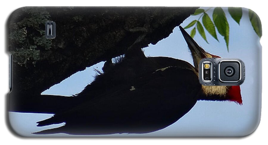 Birds Galaxy S5 Case featuring the photograph Pileated Woodpecker by Christopher Plummer