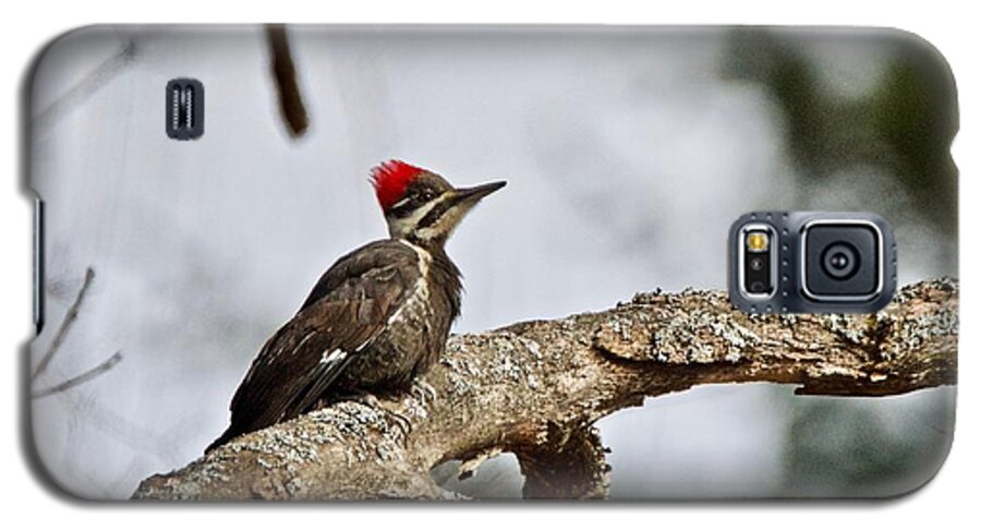 Pileated Woodpecker Galaxy S5 Case featuring the photograph pileated Woodpecker 1068 by Michael Peychich