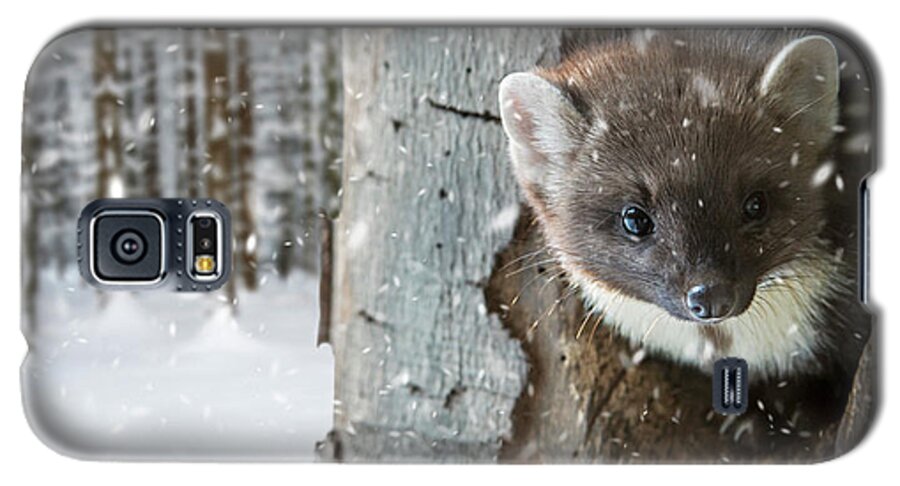 European Pine Marten Galaxy S5 Case featuring the photograph Pine Marten in Tree in Winter by Arterra Picture Library