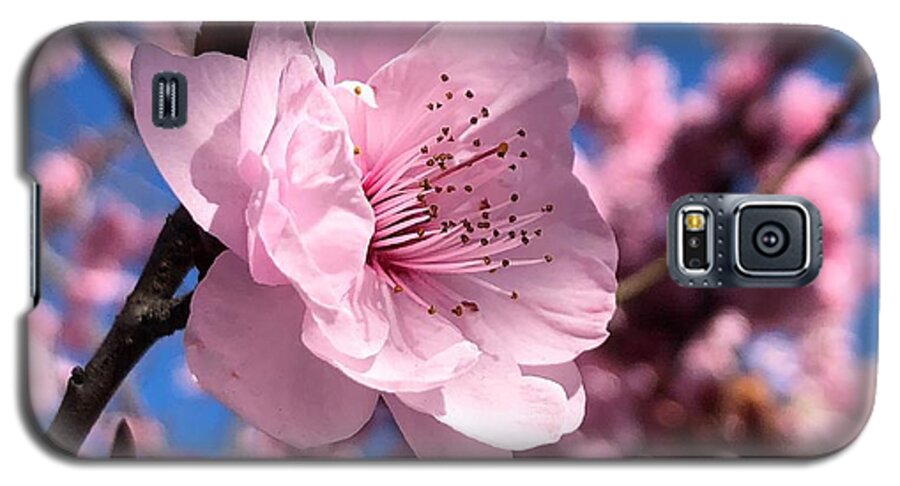 Pink Galaxy S5 Case featuring the photograph Pink Blossom by Steph Gabler