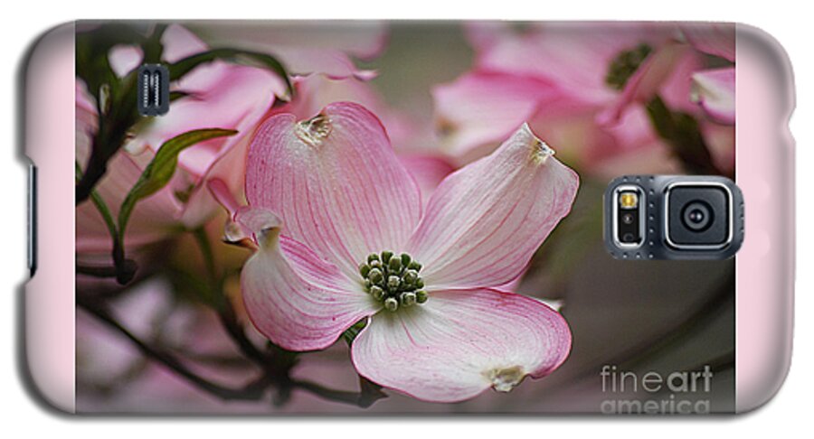 Photograph Galaxy S5 Case featuring the photograph Pink Dogwood 20120415_70a by Tina Hopkins
