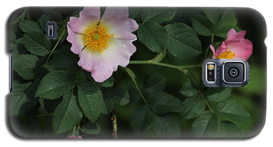 Flowers Galaxy S5 Case featuring the photograph Pink Wild roses by David Frederick