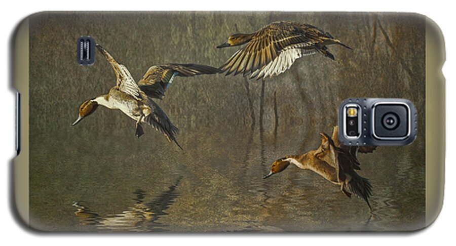Pintails Galaxy S5 Case featuring the photograph Pintail Ducks by Brian Tarr