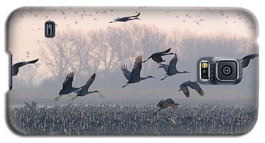 Sandhill Cranes Galaxy S5 Case featuring the photograph Platte River Morn by Susan Rissi Tregoning