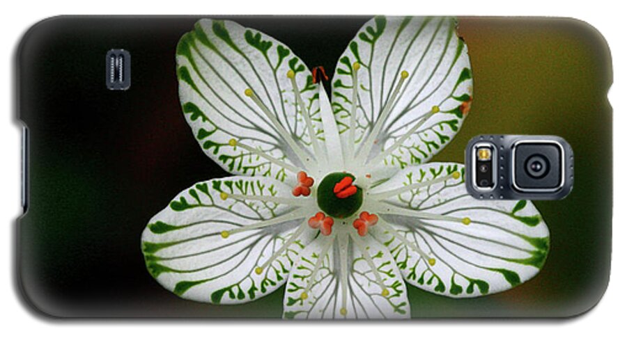 Parnassia Grandifolia Galaxy S5 Case featuring the photograph Pocosin Manifest by Paul Rebmann