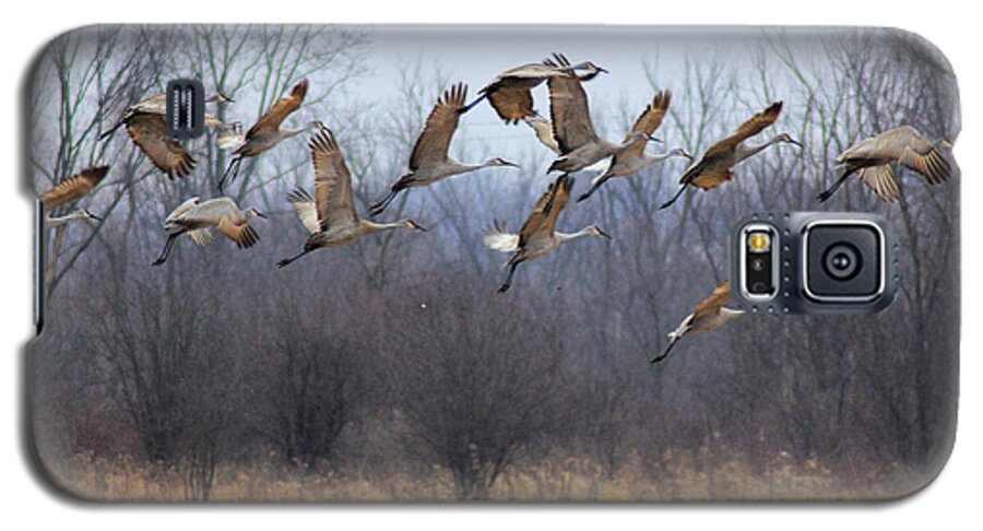 Sandhill Cranes Galaxy S5 Case featuring the photograph Poetry In Motion by Viviana Nadowski