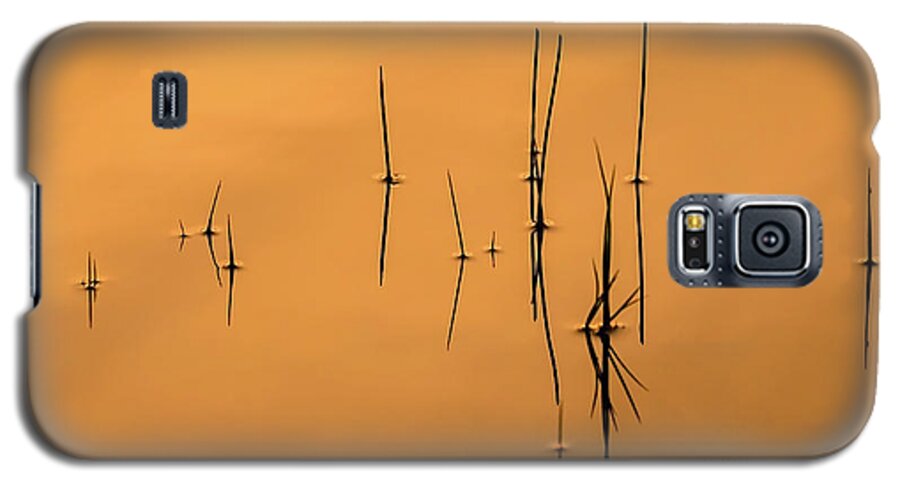 Nature Galaxy S5 Case featuring the photograph Pond Reeds in Reflected Sunrise by Robert Mitchell