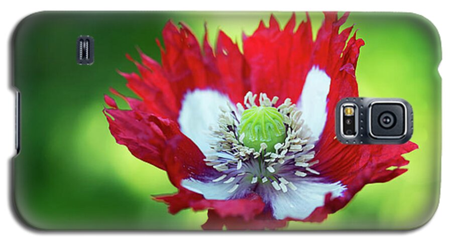 Papaver Somniferum Victoria Cross Galaxy S5 Case featuring the photograph Poppy Victoria Cross by Tim Gainey