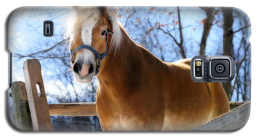 Horse Galaxy S5 Case featuring the photograph Portrait of a Haflinger - Niko in Winter by Angela Rath