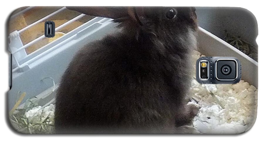 Rabbit Galaxy S5 Case featuring the photograph Portrait Of Bunbunz by Denise F Fulmer