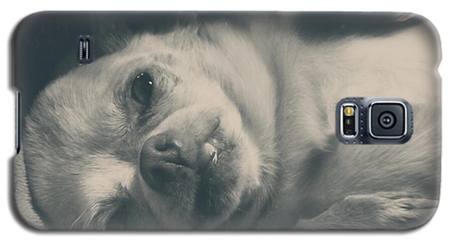 Dogs Galaxy S5 Case featuring the photograph Precious by Laurie Search