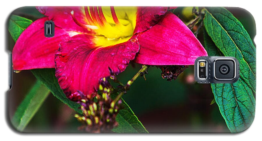 Flowers Galaxy S5 Case featuring the photograph Pretty Flower by Ed Peterson