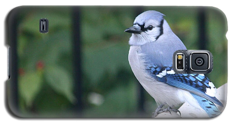Pretty Galaxy S5 Case featuring the photograph Pretty in Blue Jay by Diane Lindon Coy